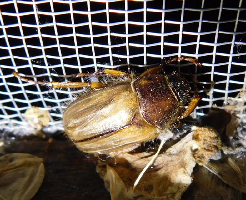 Amphimallon solstitiale - bordás sárgacserebogár