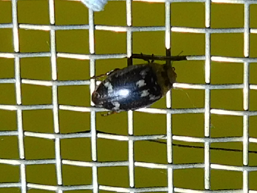 Laccophilus poecilus - tarka bukóbogár
