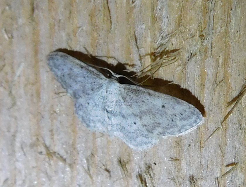 szürke apróaraszoló - Idaea seriata