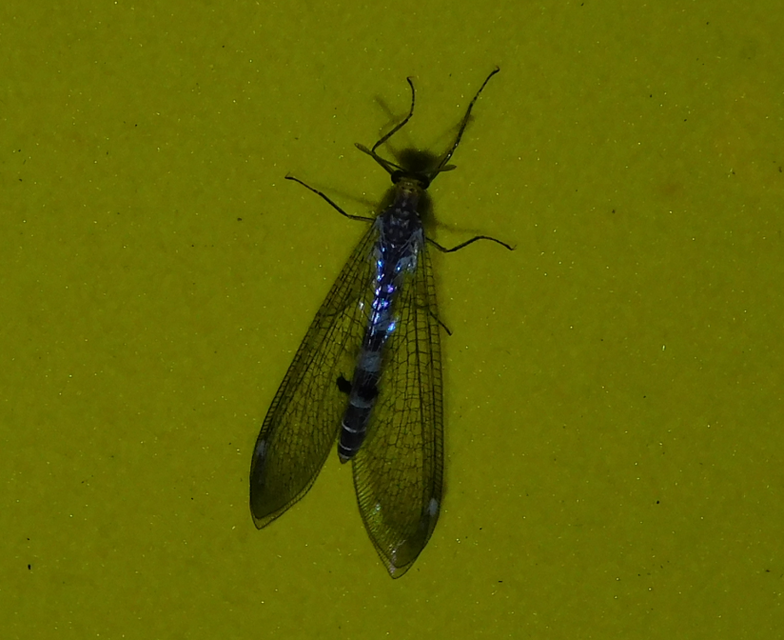 Megistopus flavicornis - kétfoltos hangyaleső