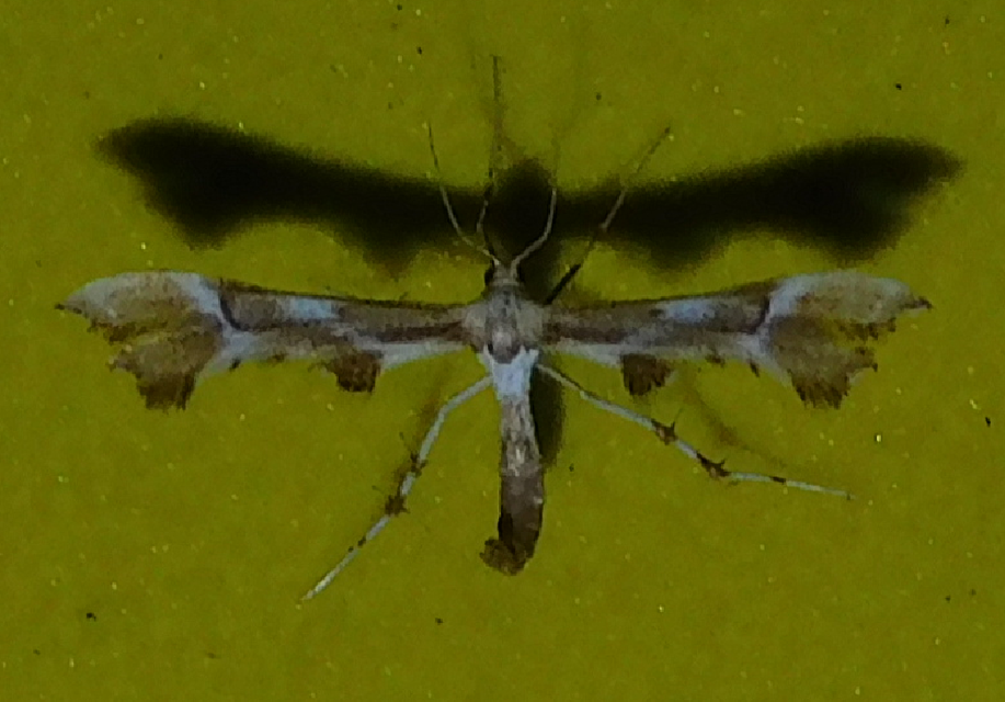 Cnaemidophorus rhododactyla - rózsabogyó-tollasmoly