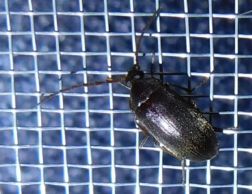 Hymenalia rufipes - rőtlábú alkonybogár