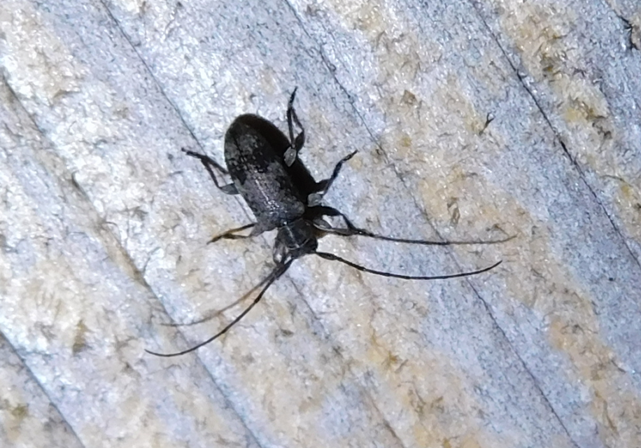 Exocentrus adspersus - tölgyfa-rőzsecincér