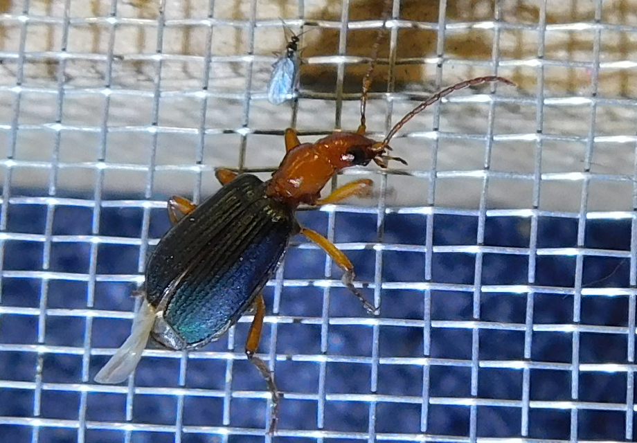 Brachinus ejaculans - bordás pöfögőfutó
