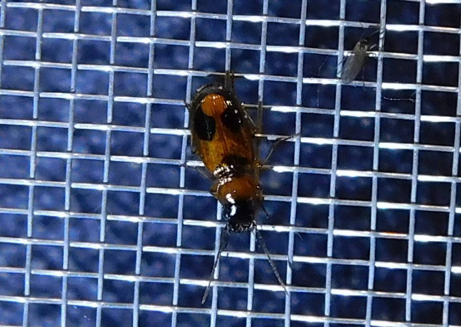 Badister meridionalis - közönséges posványfutonc