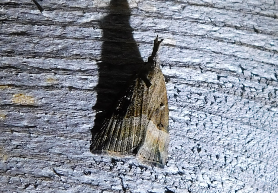 közönséges karcsúbagoly - Hypena rostralis