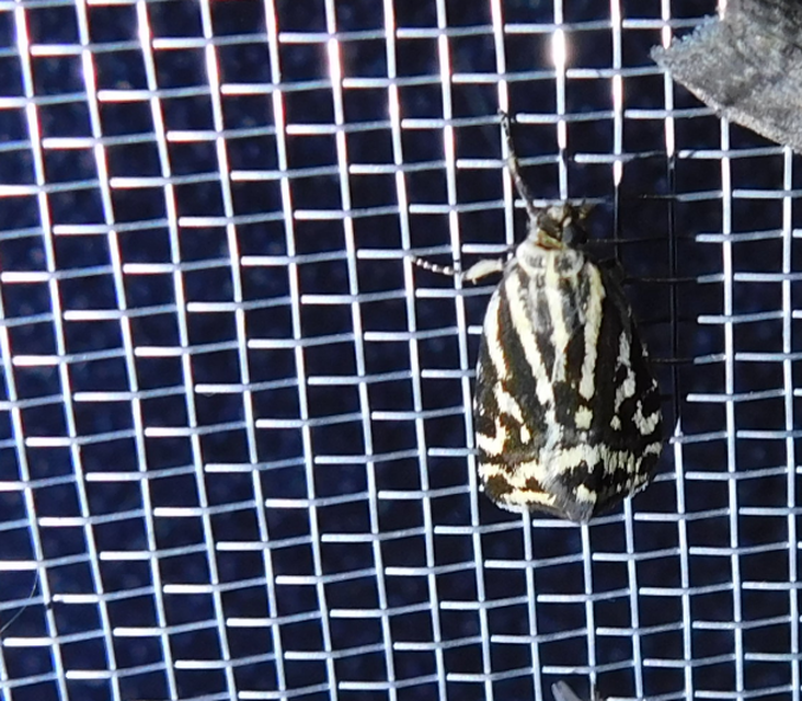 zebrabagoly - Emmelia trabealis