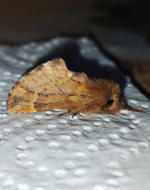 Ptilophora plumigera - tollas púposszövő