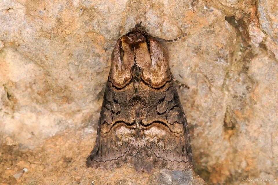 Abrostola asclepiadis - barnaövű csalánbagoly