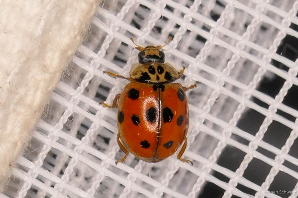 Adalia decempunctata - tízpettyes katica