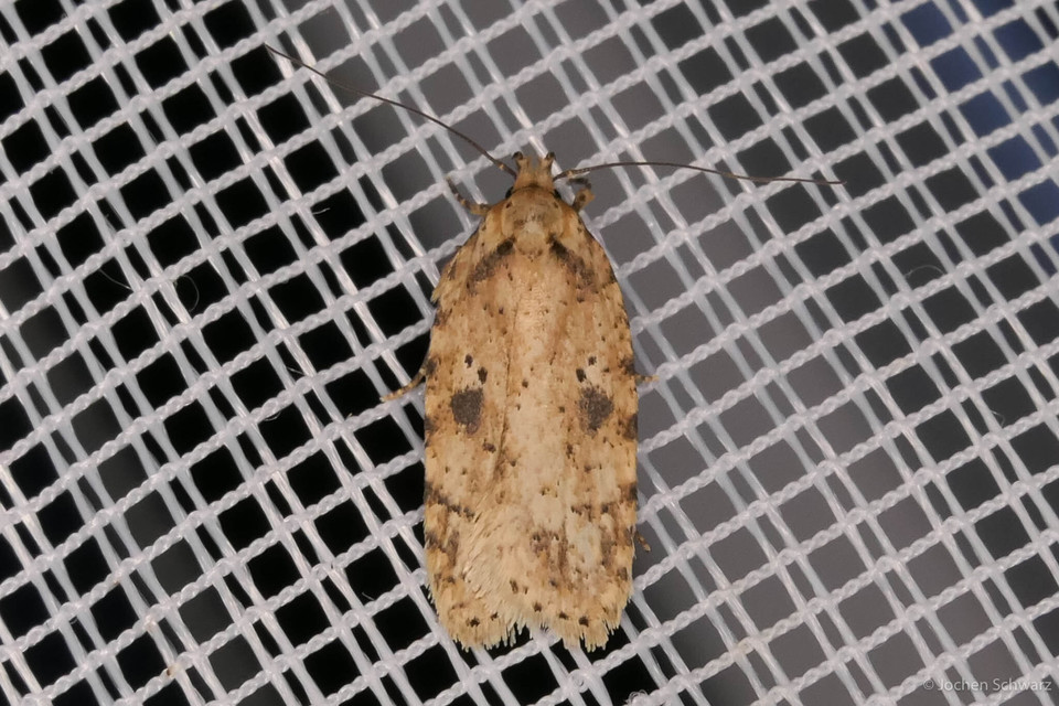 Agonopterix arenella - ördögszem-laposmoly