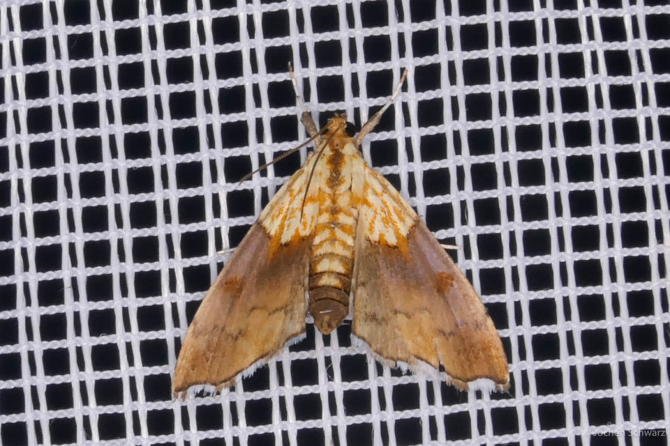 Agrotera nemoralis - ligeti tűzmoly