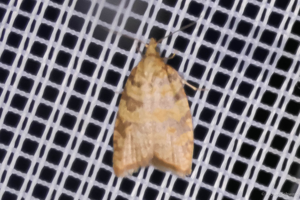 Aleimma loeflingiana - tölgylevél-sodrómoly Aleimma loeflingiana - tölgylevél-sodrómoly