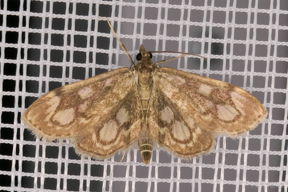 Anania coronata - koronás dudvamoly