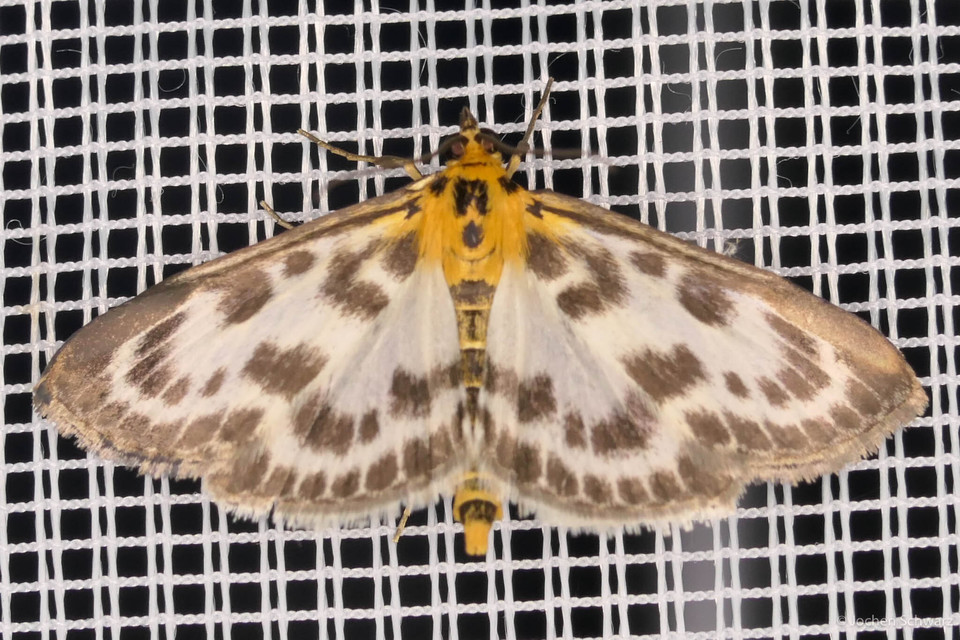 Anania hortulata - tarka csalánmoly