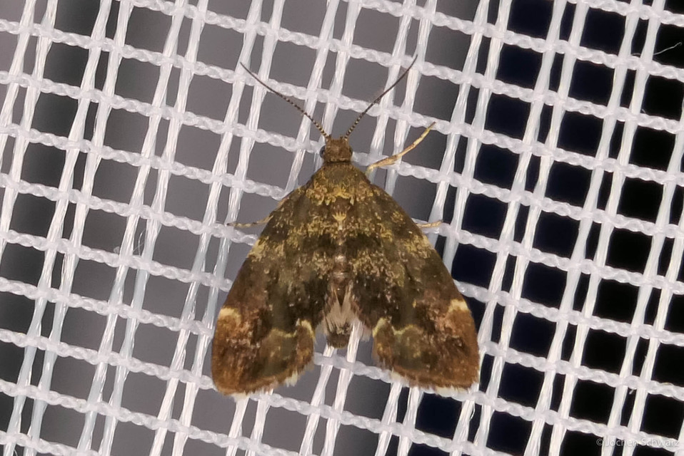 Anthophila fabriciana - lápréti levélmoly