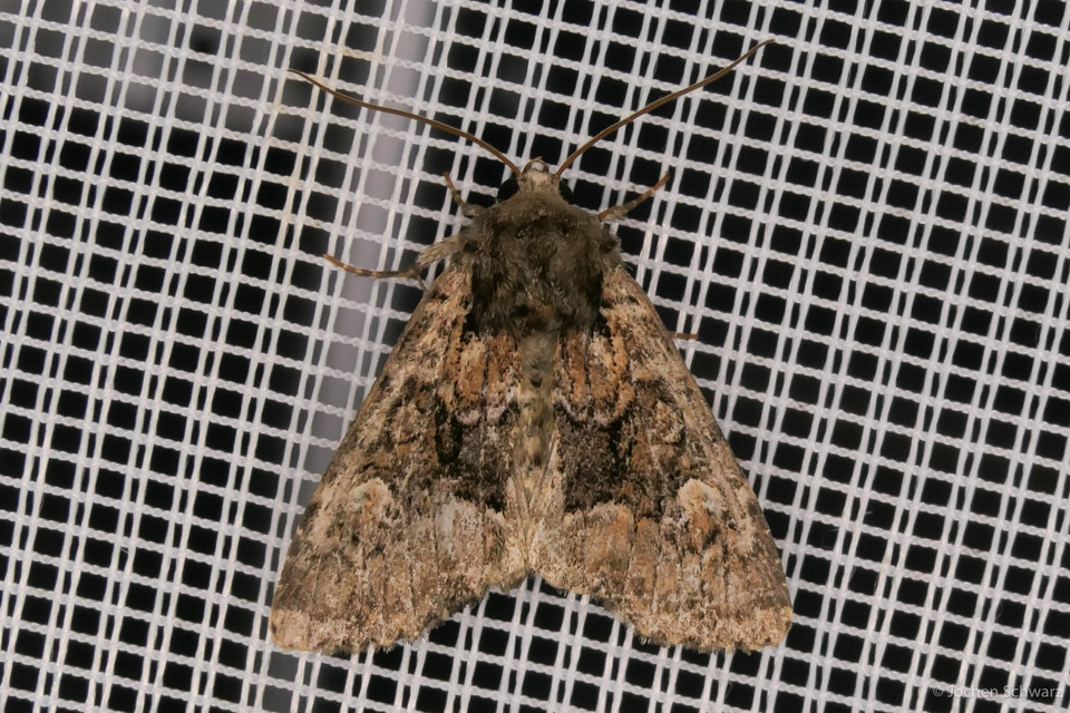 Apamea illyria - déli dudvabagoly