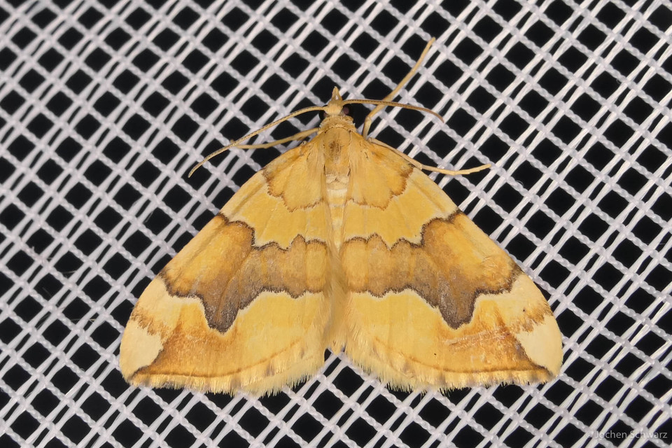 Cidaria fulvata - rózsaaraszoló