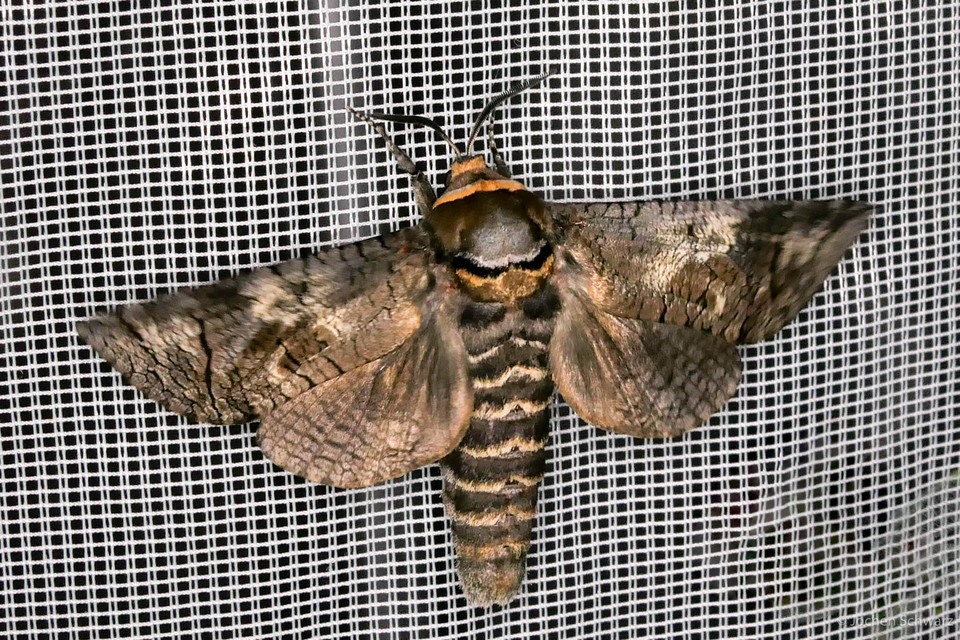 Cossus cossus - fűzfarontólepke