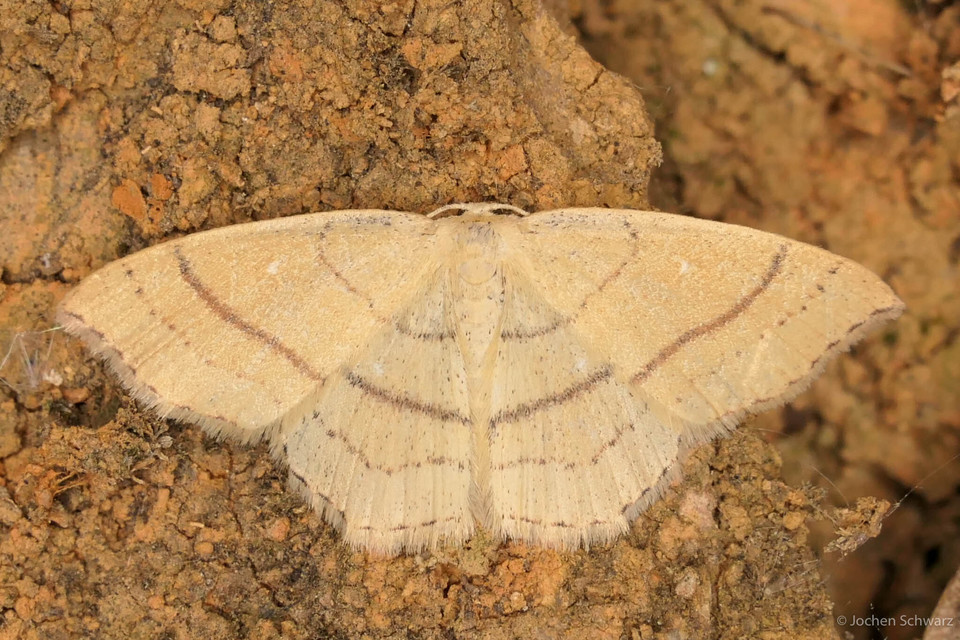 Cyclophora linearia - vonalas pettyesaraszoló