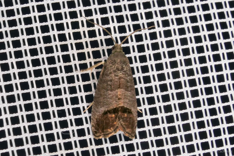 Cydia pomonella - almamoly