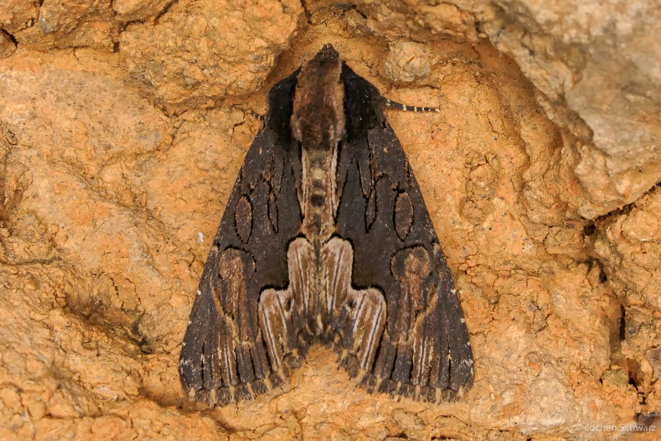 Dypterygia scabriuscula - szurokbarna nyáribagoly