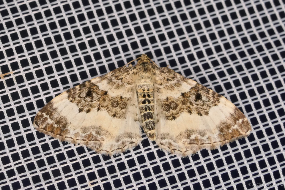 Epirrhoe rivata - ékfoltos tarkaaraszoló