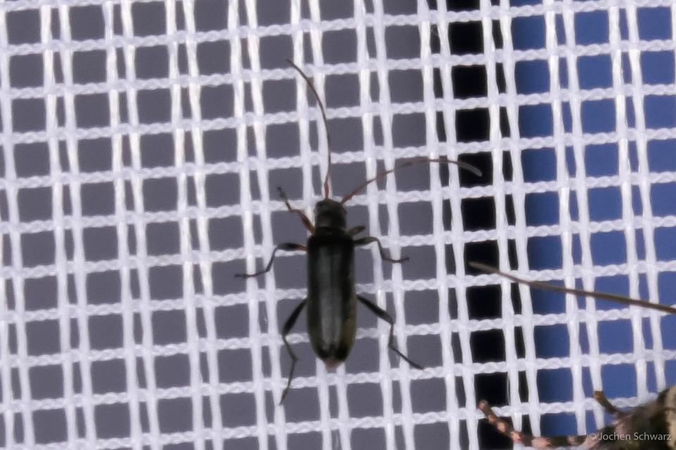 Grammoptera ruficornis - gyűrűscsápú galagonyacincér Grammoptera ruficornis - gyűrűscsápú galagonyacincér