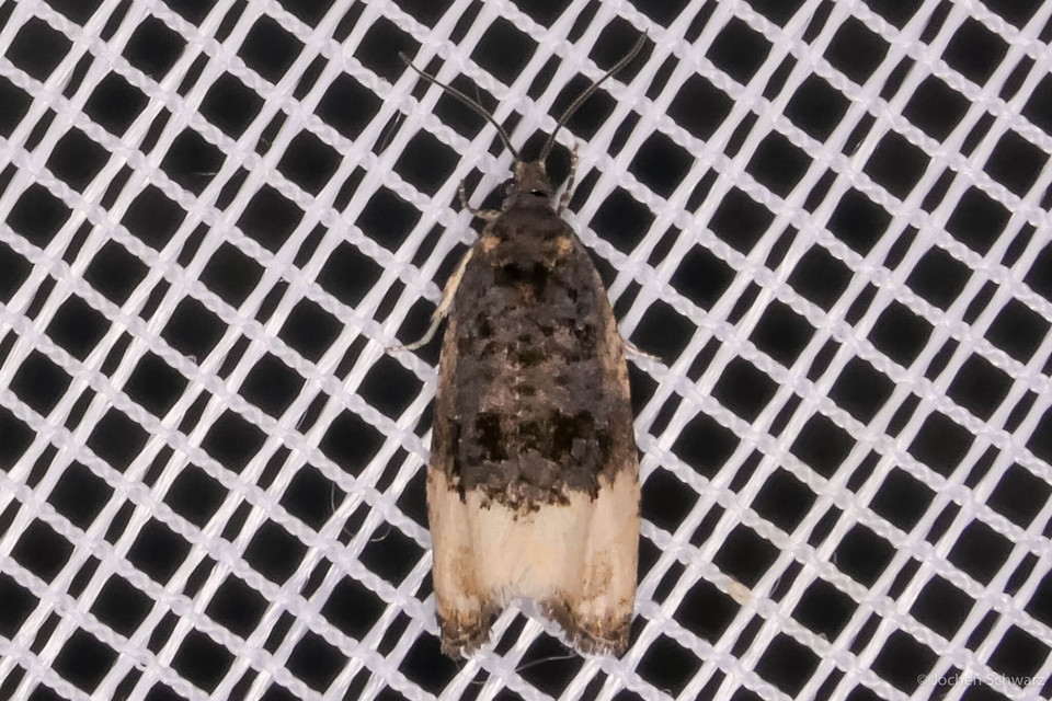 Metendothenia atropunctana - pettyes tükrösmoly