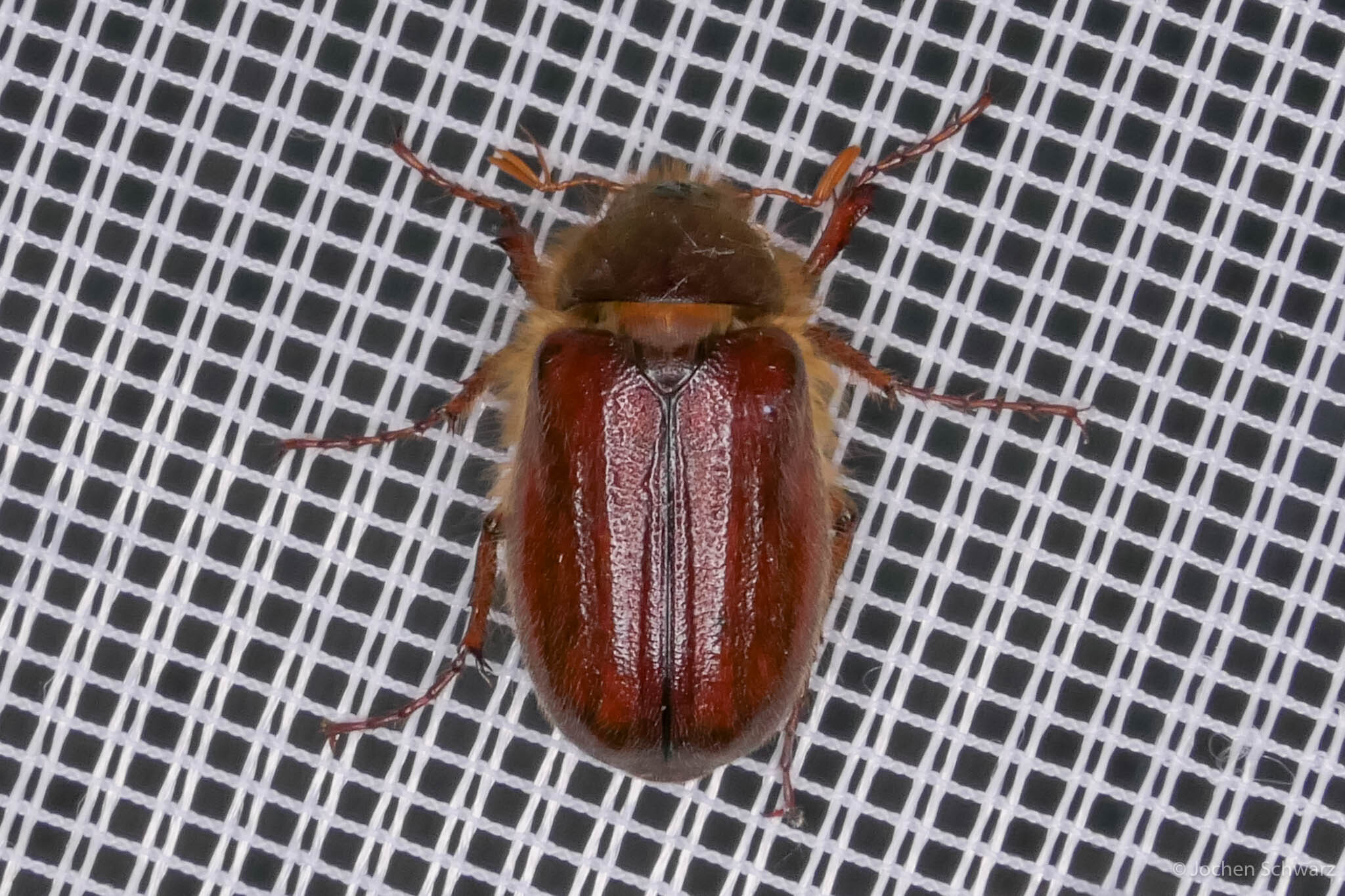 Holochelus vernus - tavaszi cserebogár