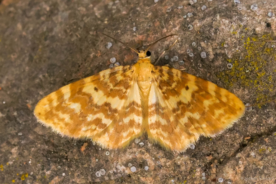 Hydrelia flammeolaria - narancssárga araszoló