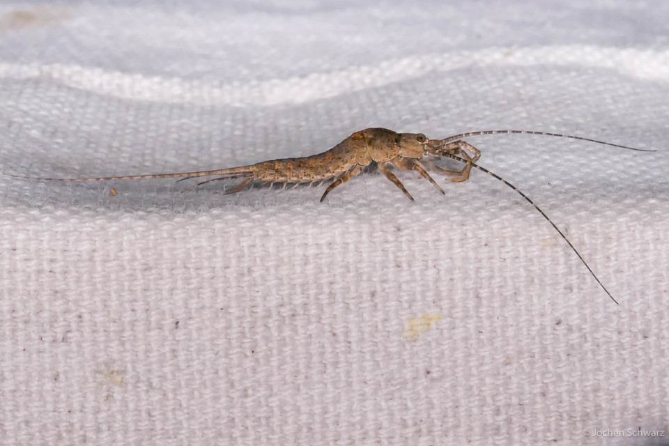 Archaeognatha - Ugróősrovarok