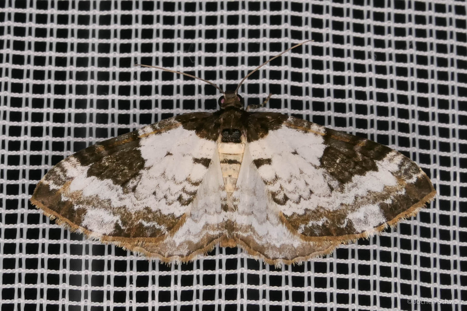 Melanthia procellata - hullámos tarkaaraszoló