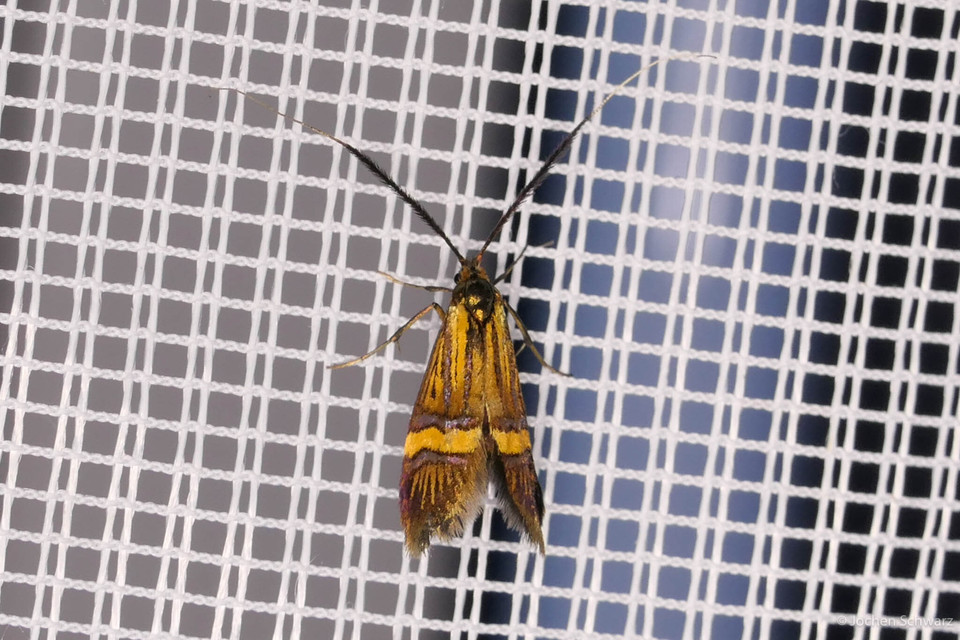 Nemophora degeerella - pompás tőrösmoly