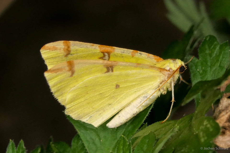 Opisthograptis luteolata - citromsárga araszoló