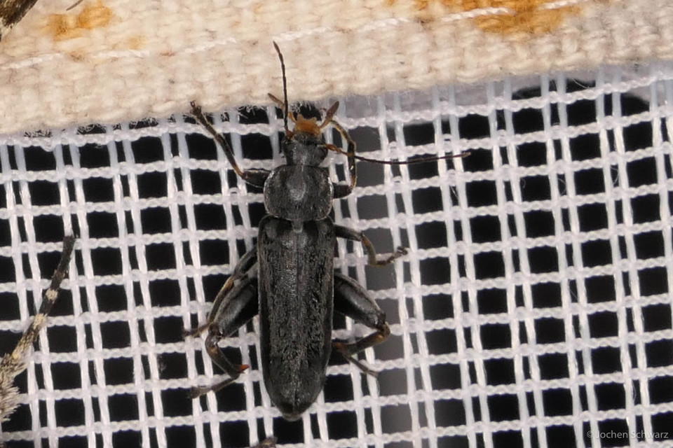 Osphya bipunctata - kétalakú komorka