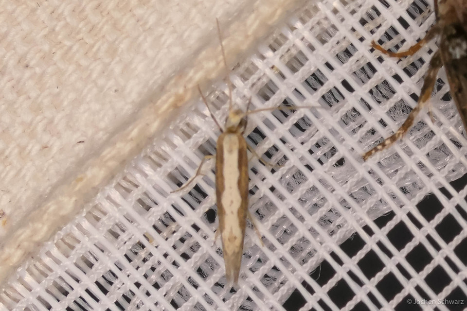 Plutella xylostella - káposztamoly