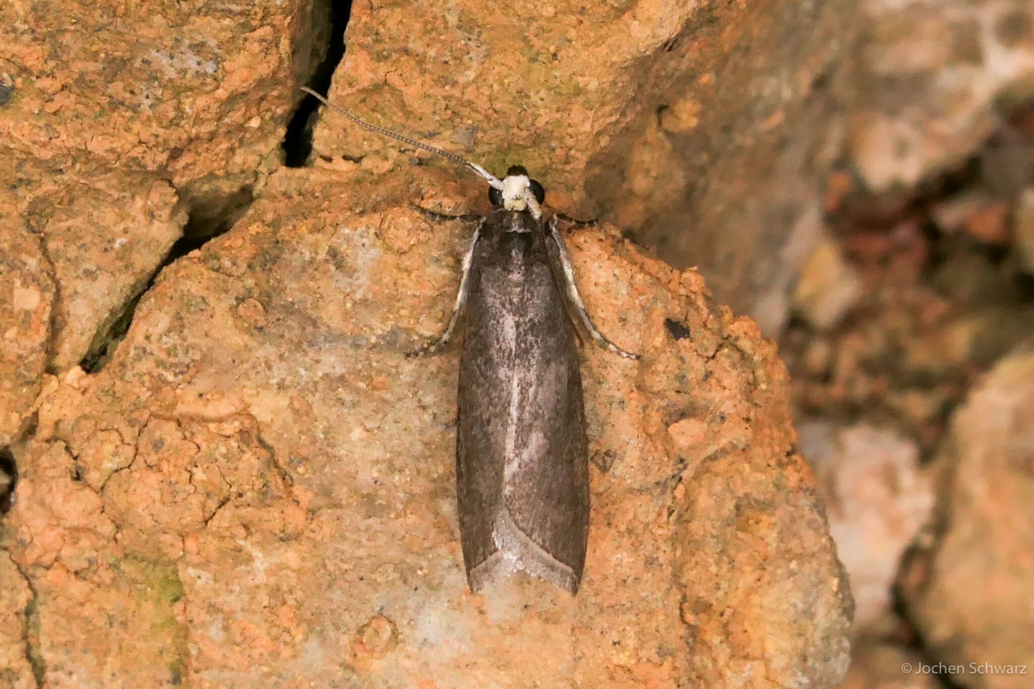 Salebriopsis albicilla - fűzfonó karcsúmoly