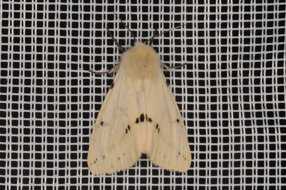 Spilarctia lutea - sárgás medvelepke