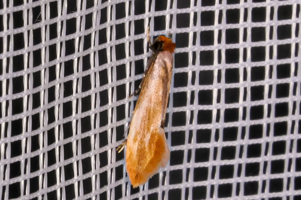 Tinea semifulvella - fényes hulladékmoly