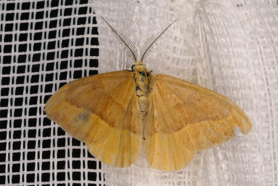 Watsonalla cultraria - bükkfa-sarlósszövő