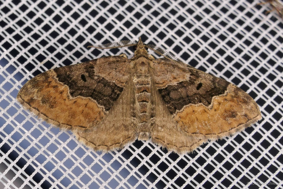 Xanthorhoe quadrifasiata - négysávos tarkaaraszoló