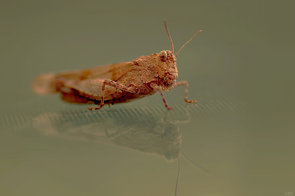 Oedipoda caerulescens - kékszárnyú sáska