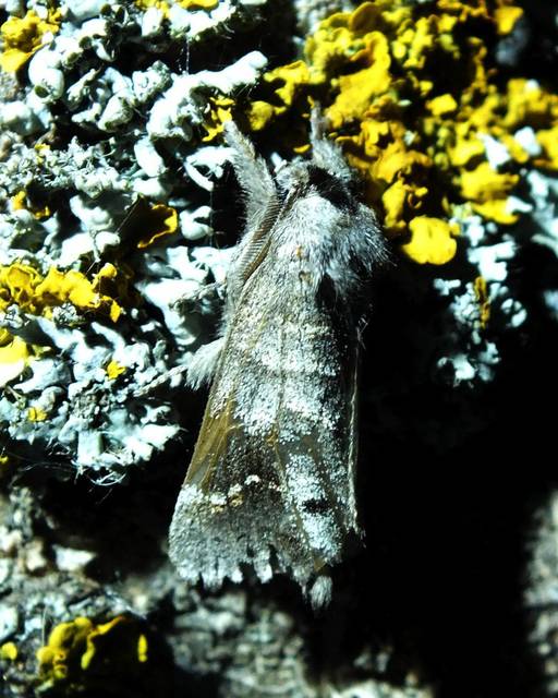 Clostera anachoreta - tarka levélszövő