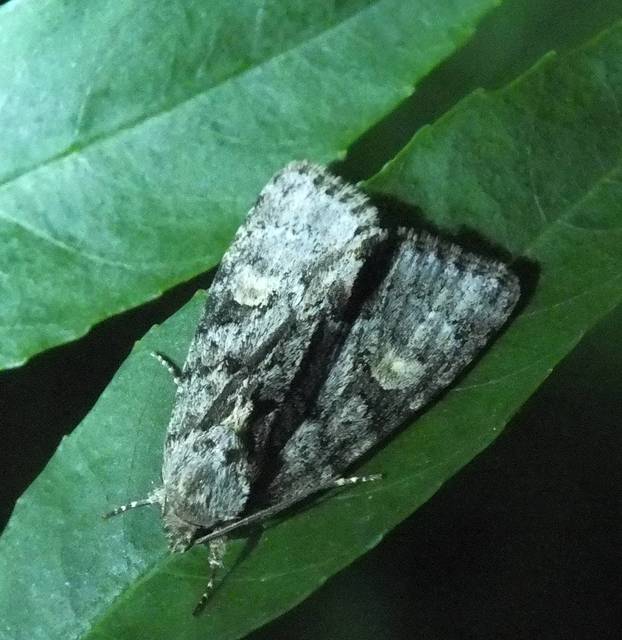 Acronicta strigosa - kis szigonyosbagoly