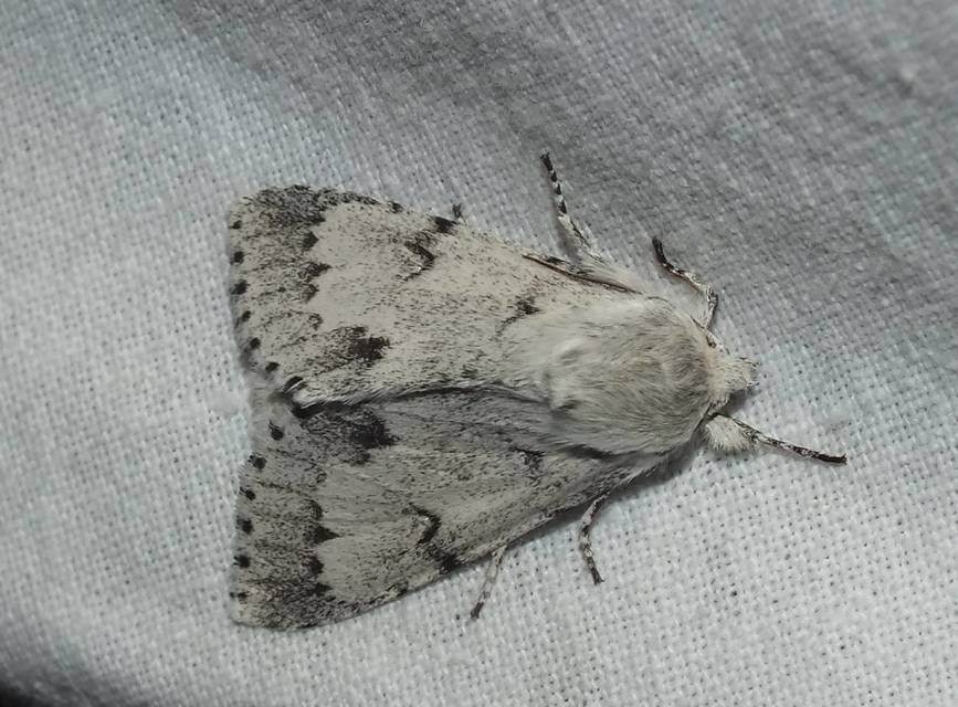 Acronicta leporina - fehér szigonyosbagoly