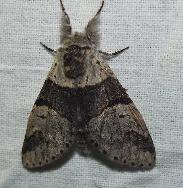 Furcula bifida - kis púposszövő