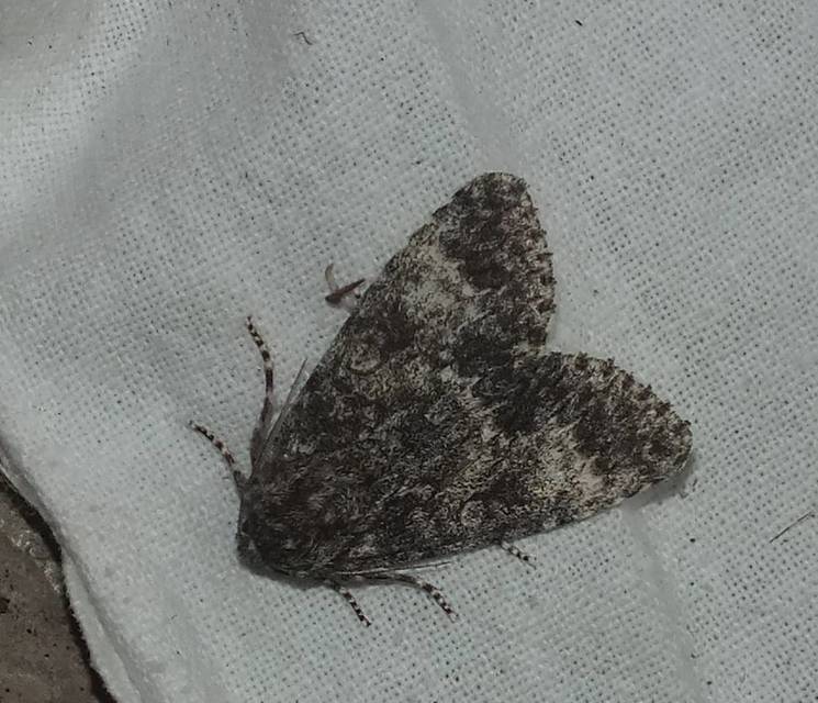 Acronicta megacephala - nagyfejű szigonyosbagoly