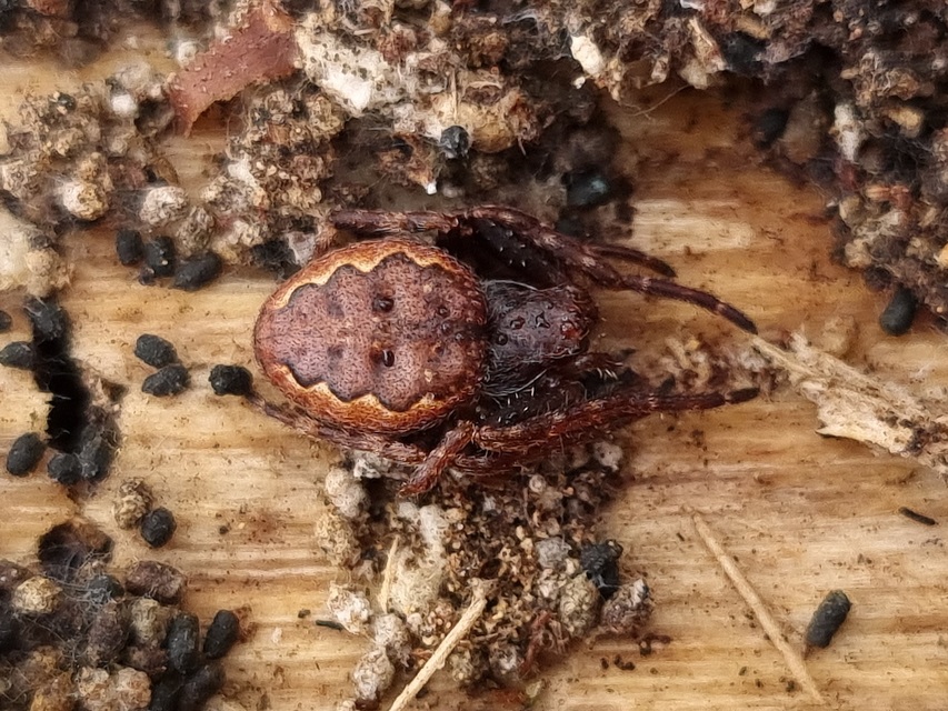 Nuctenea umbratica - közönséges rés-keresztespók