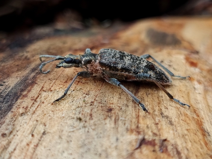 Rhagium inquisitor - fenyves-tövisescincér